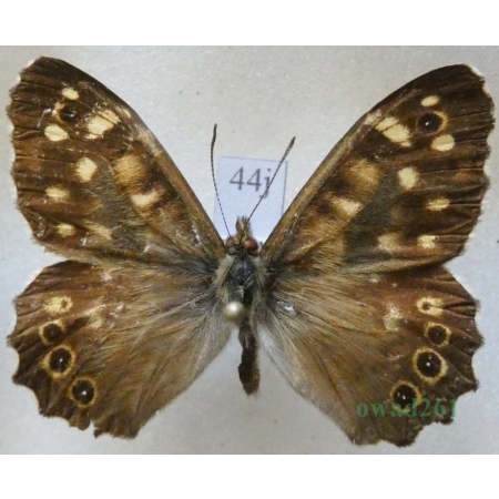 Pararge aegeria (Linnaeus, 1758) male Osadnik egeria Czech44j